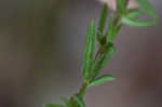 Rough hedge hyssop